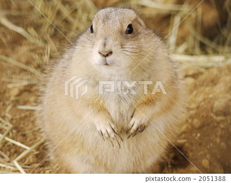 囓齒類的 陸生動物 北美的草原土撥鼠 2051388