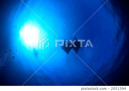 曼塔在頭頂上移動 2051394