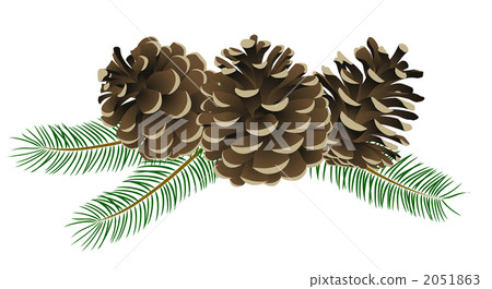 Matsukasa (Conifer cone) 2051863