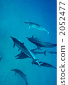 Dolphin 2052477