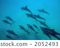 Dolphin 2052493