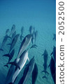 Dolphin 2052500