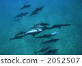 Dolphin 2052507