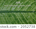 Green leaf postcard 2052738