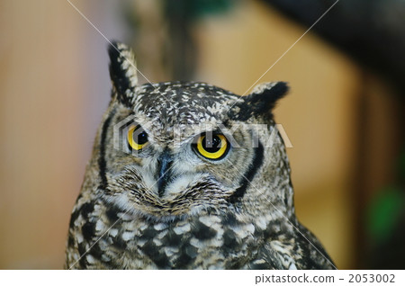 spotted eagle-owl, horizontal composition, owls 2053002