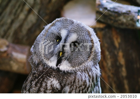 karafutofukurou, great grey owl, bird 2053010