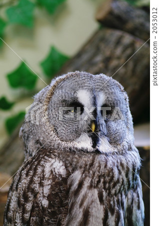 great grey owl, owls, strigiformes 2053012