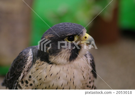 peregrine falcon, falcon, falcons 2053018