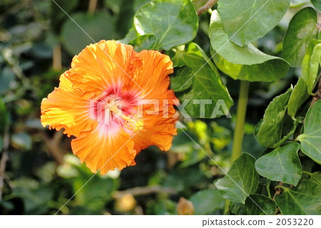 Maiko Hibiscus Maiko Hibiscus 2053220
