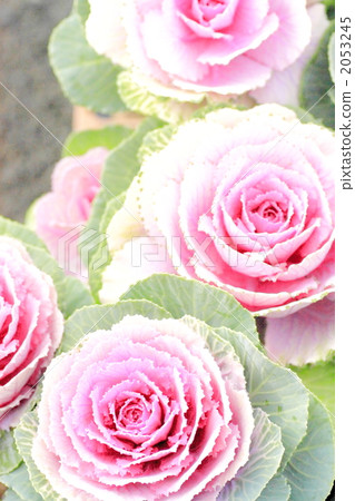 Odori leaf peony 2053245