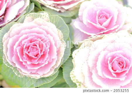 大通葉牡丹 大通葉牡丹 2053255