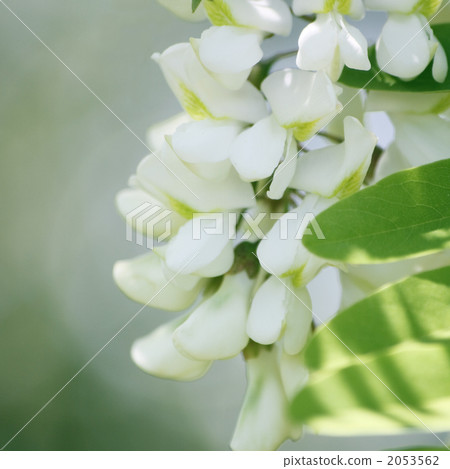 Harienge Harienge 2053562