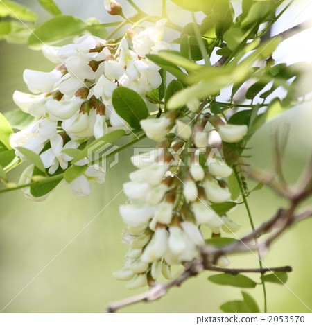 Harienge Harienge 2053570