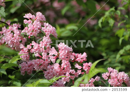 Weigela 2053599