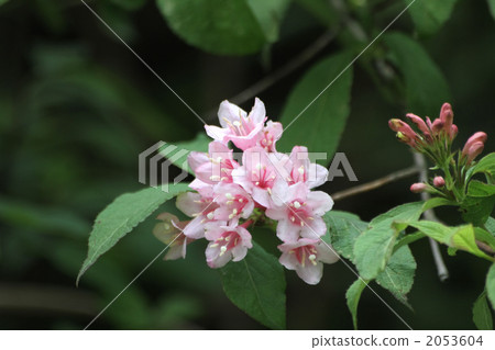 Weigela Weigela 2053604