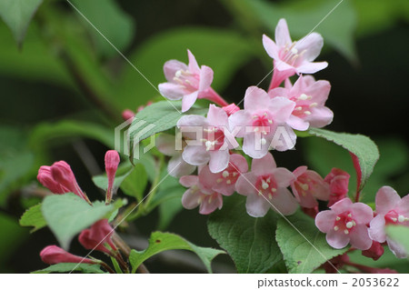 Weigela Weigela 2053622