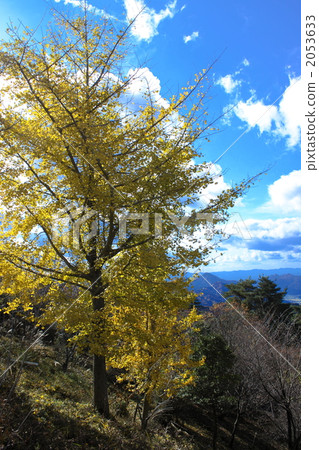 Ginkgo's autumn leaves Ginkgo's autumn leaves 2053633
