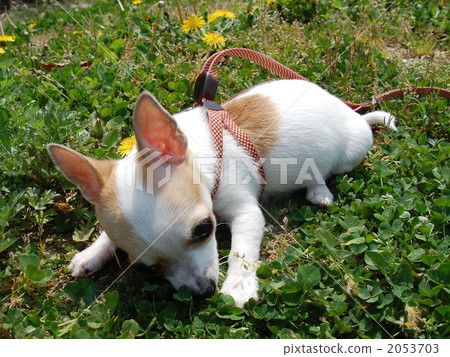 doggy, lapdog, puppies 2053703