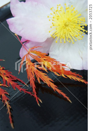 maple, yellow leafe, red leaf 2053725