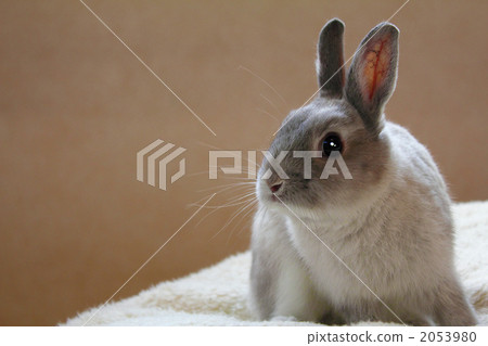 兔子荷蘭矮松鼠 2053980