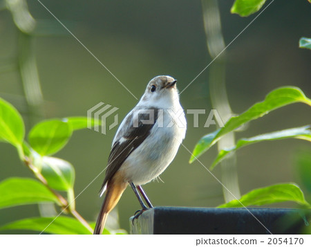 White Young Titaki 2054170