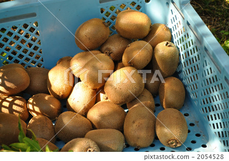 Harvest of kiwi 2054528