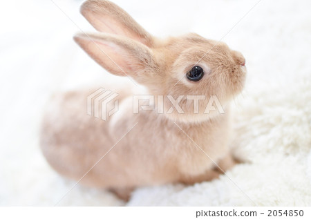 可愛的棕色兔子 可愛的棕色兔子 2054850