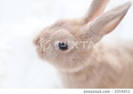 可愛的棕色兔子 可愛的棕色兔子 2054852