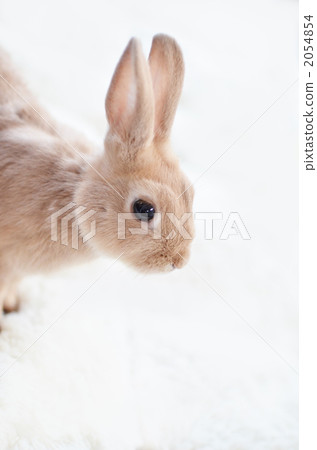 可愛的棕色兔子 可愛的棕色兔子 2054854