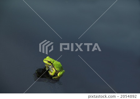 Small frog Small frog 2054892