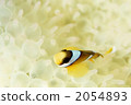 anemone fish, anemonefish, clown anemonefish 2054893
