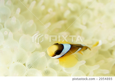 小丑魚 魚 鹹水魚 2054893