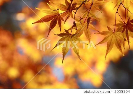 Late autumn maple 2055504