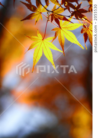 晚秋楓 2055530