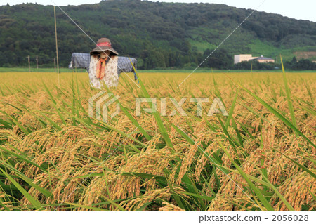 Scarecrow and ear 2056028