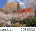four season cherry blossom, ginkgo, gingko 2056332