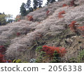 four season cherry blossom, sakura, maple 2056338