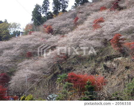 four season cherry blossom, sakura, maple 2056338