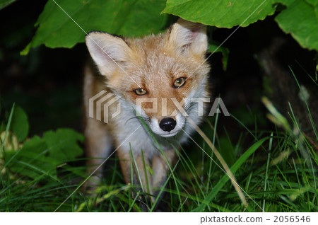 terrestrial animal, ezo red fox, wild animal 2056546