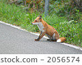 狐狸 動物 陸生動物 2056574