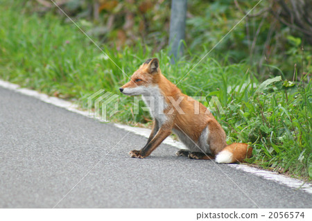 fox, animal, animals 2056574