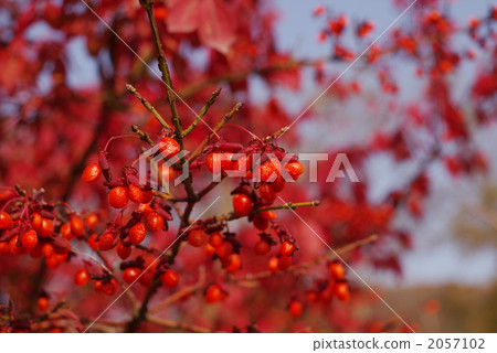 Ningikon nut 2057102