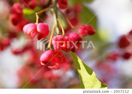 真弓果 真弓果 2057212