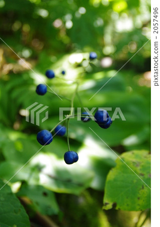 alpine plant, botanic, botanical 2057496