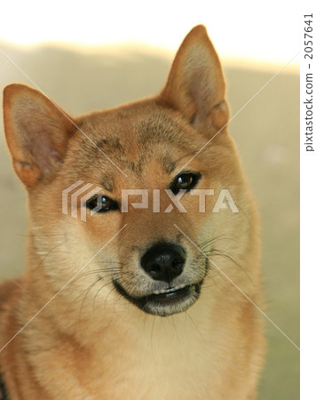 Pet under the rim 2057641