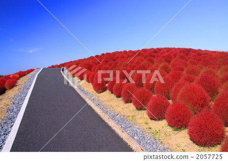 Kokia 2057725