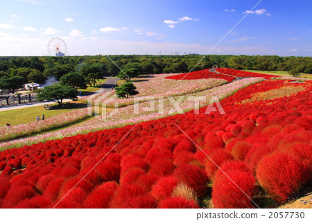 Cosmos field Cosmos field 2057730