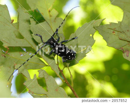 Affiliation Affiliation 2057852