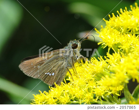 Ichimon dieselis 2057865