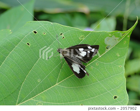 Oshilomon ceseri 2057902